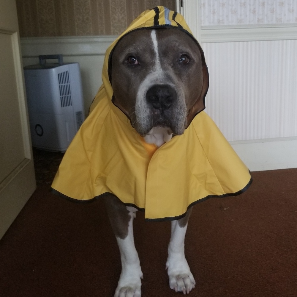 Meet your Posher, Me